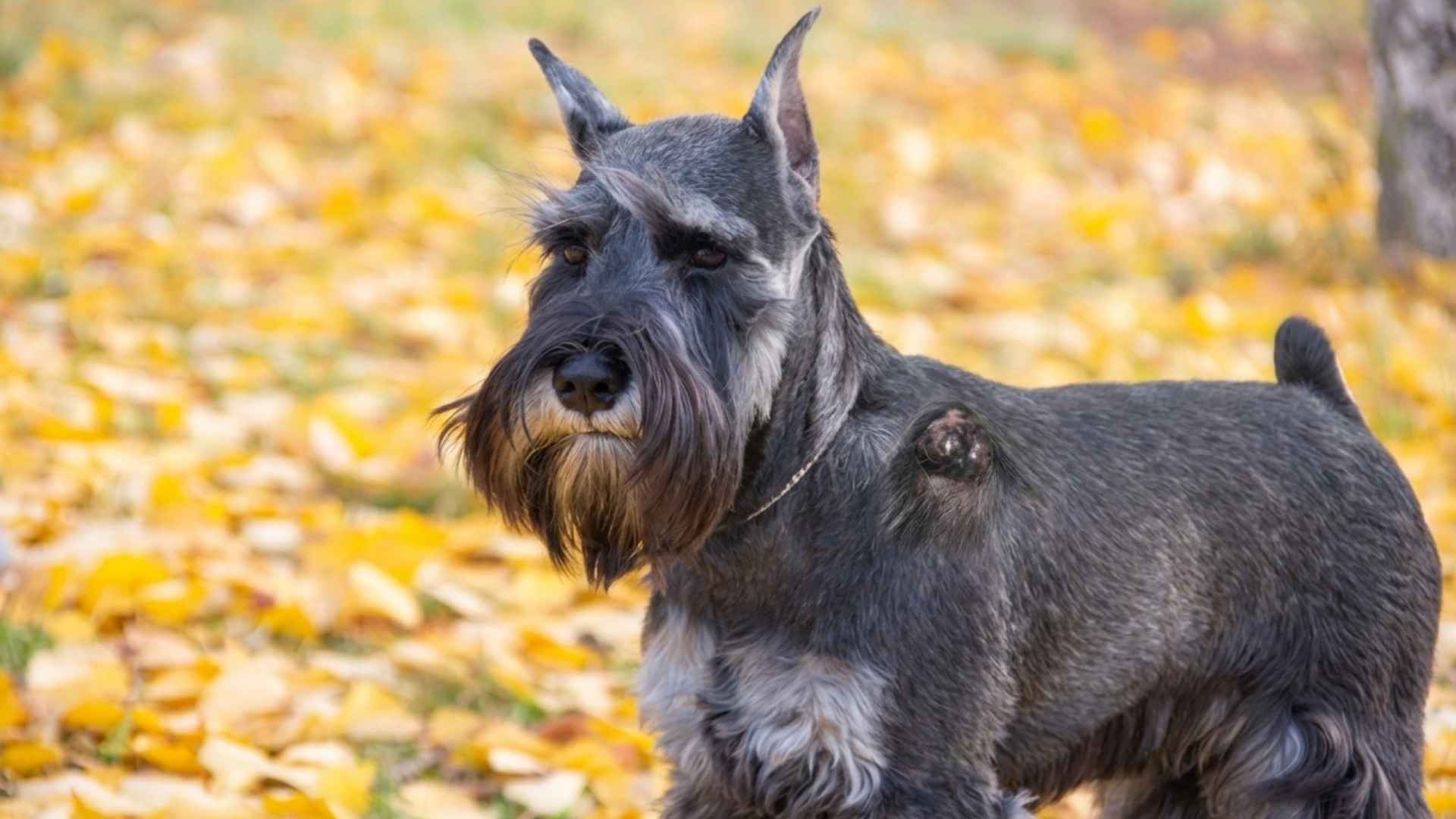 cancer piel perros imagenes